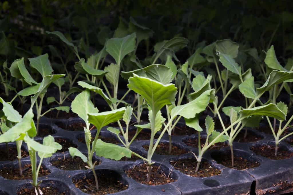 Kale seed starting