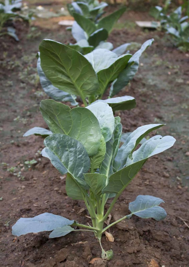 Kale seedlings