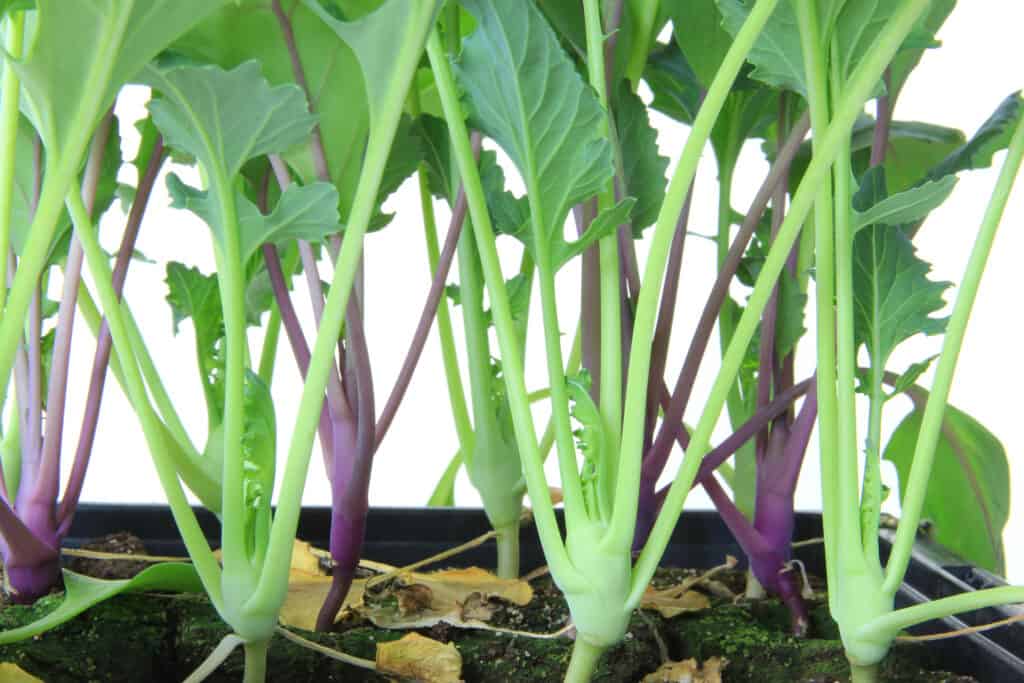 Kohlrabi seedlings