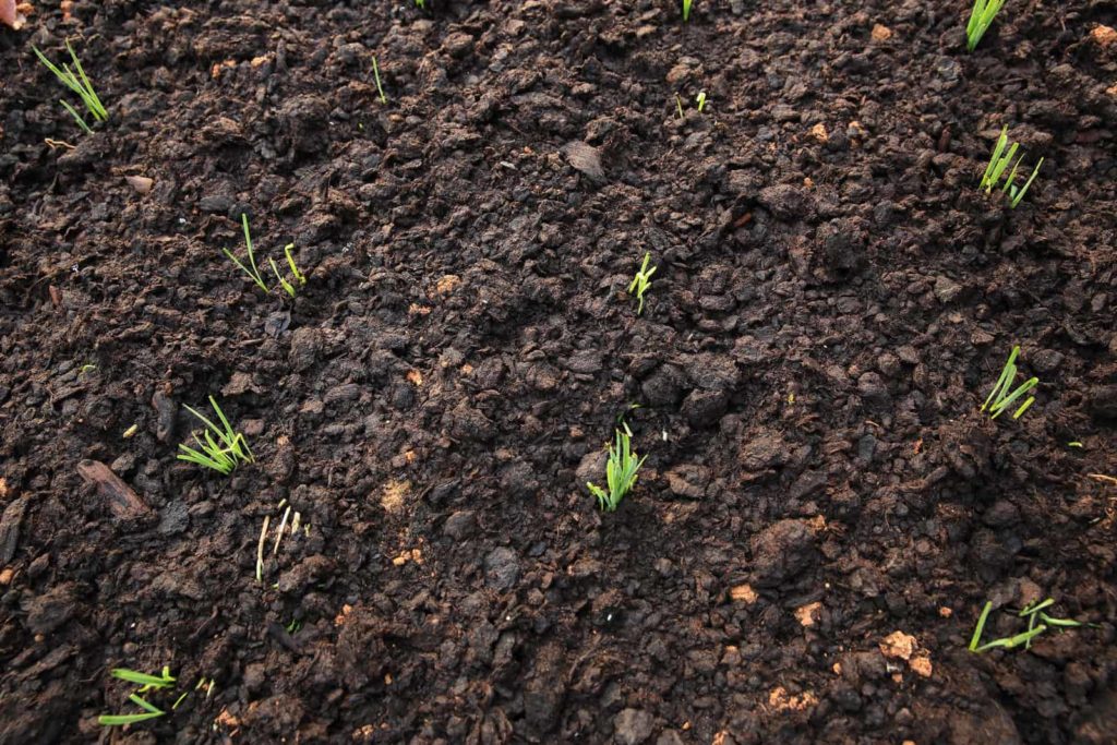 Leek seedlings