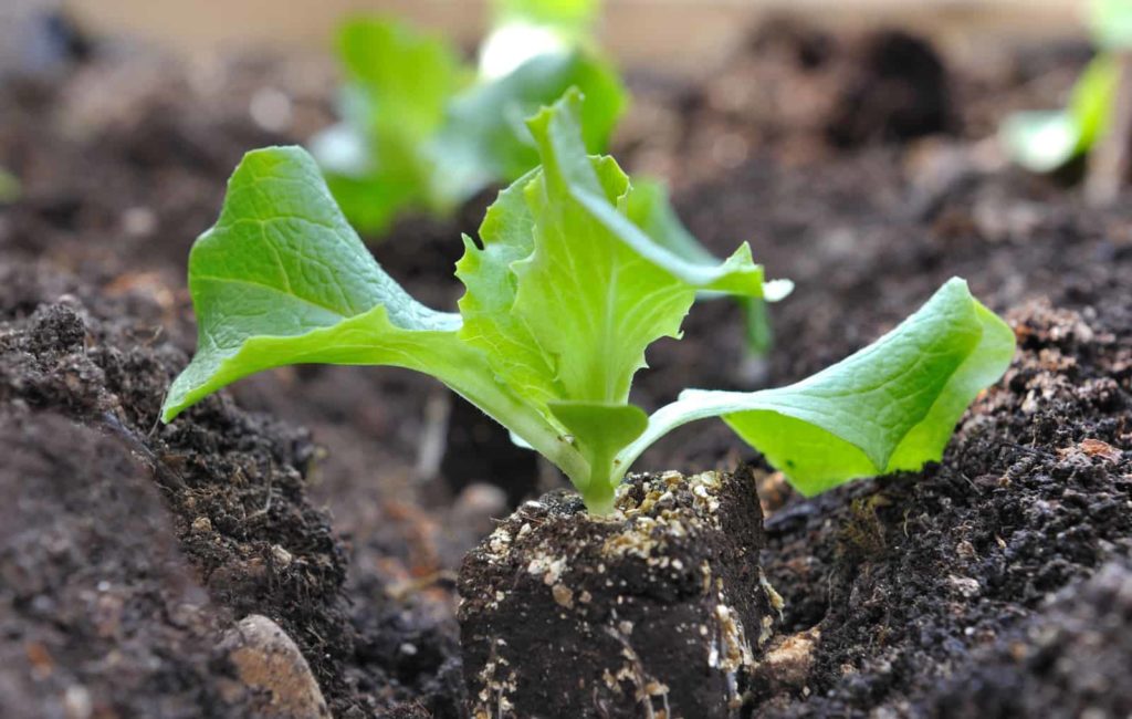 Lettuce seedling lettuce seed starting