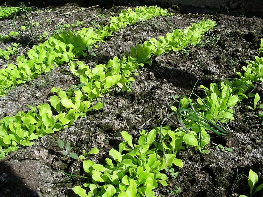 Lettuce in rows lettuce seed starting