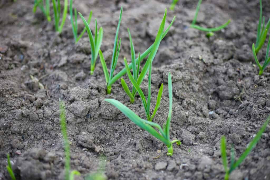 Onion seedlings