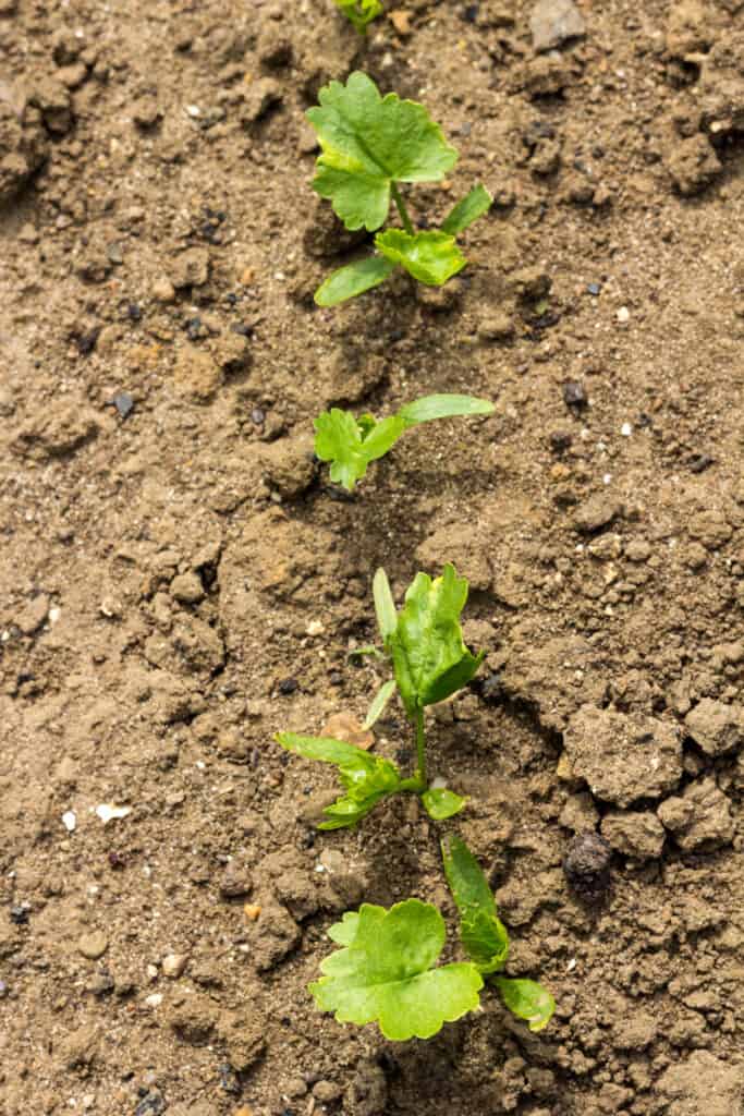 Parsnip seedlings