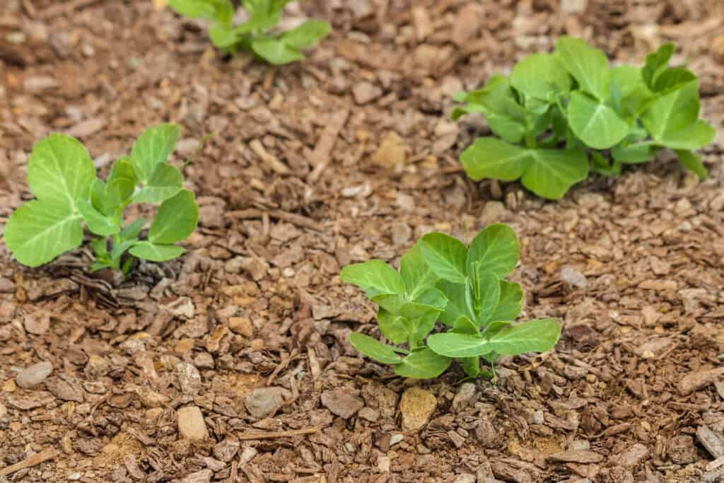 Pea plants seed starting