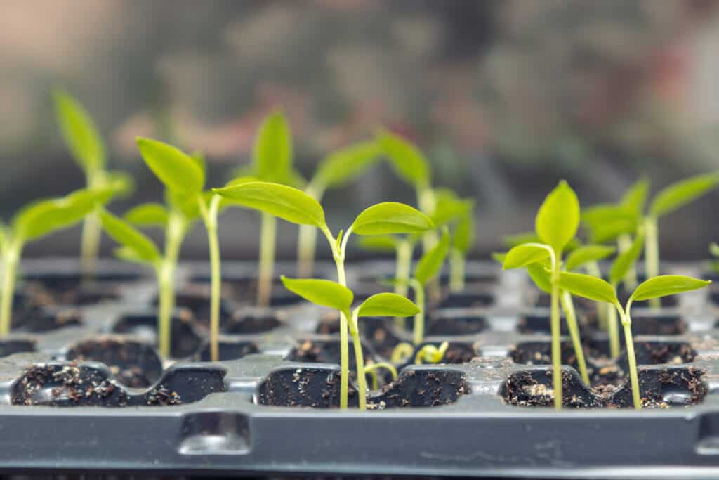 green pepper plant seedlings