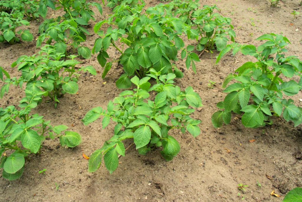 Potato plants grow from seed