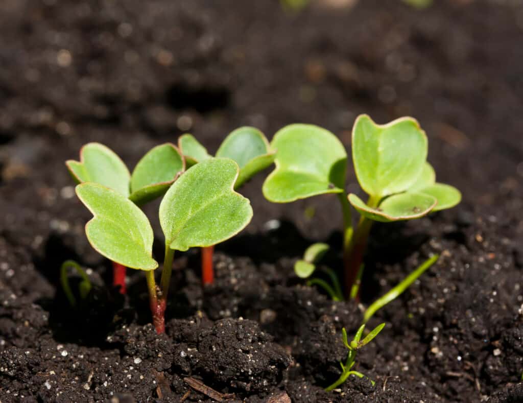 Radish seedlings seed starting