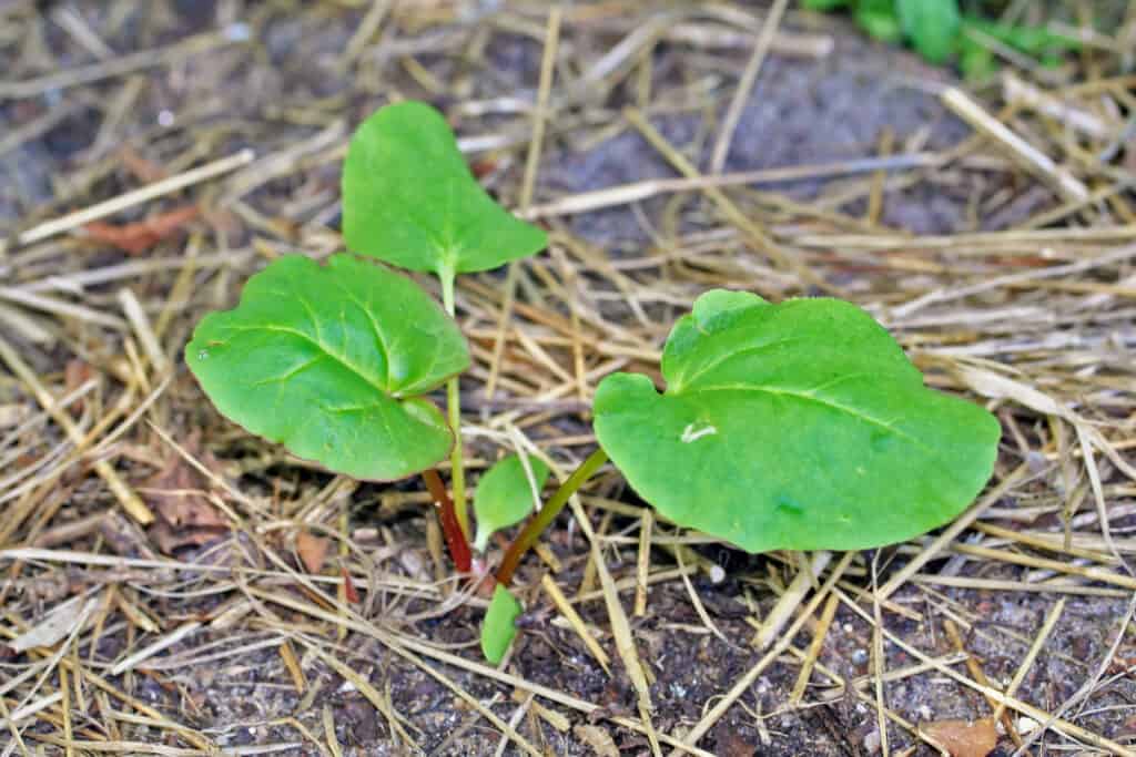 Rhubarb seedling plant started grow