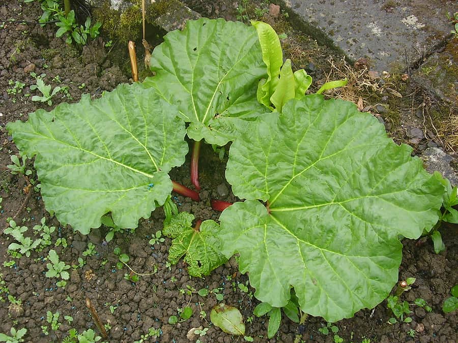 Rhubarb plant started grow