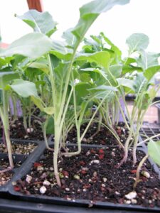 Brocolli seedlings started indoors