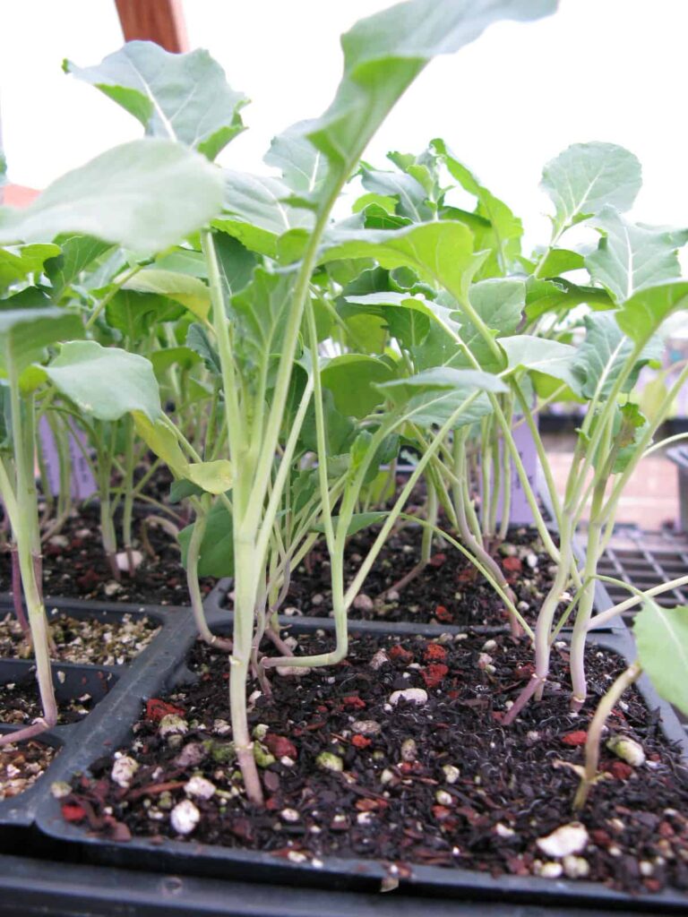 Seedling Broccoli