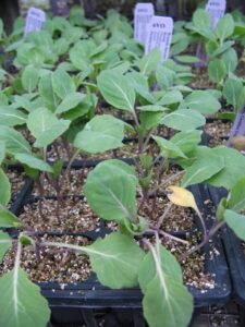 Brussels sprout seed starting