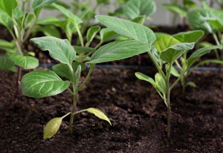 Seedling Cabbage