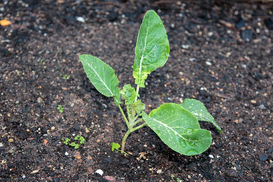 Cauliflower Seed Starting Tips: Grow in Cool Weather