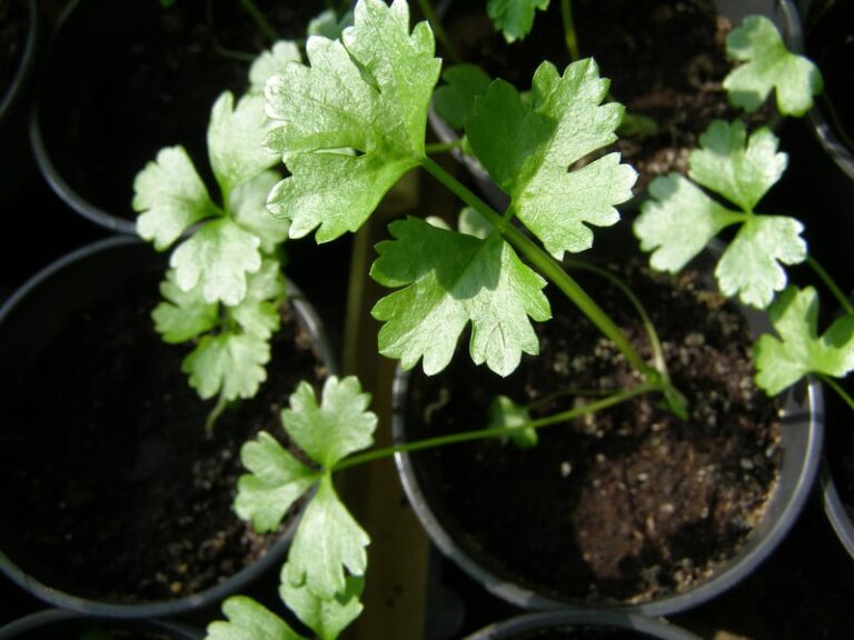 Seedling Celery 1