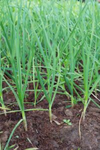 Garlic plant starts