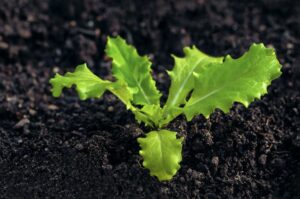 Lettuce seed starting seedling