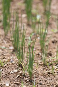 Onion seed starting