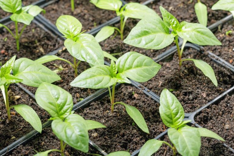 Seedling Peppers in tray