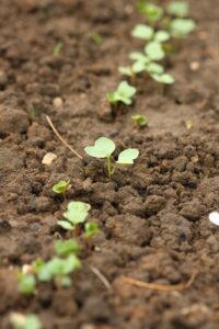 Radish seed starting