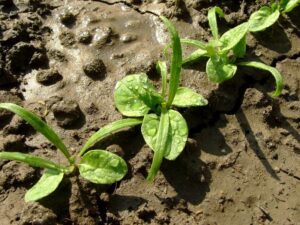 Spinach seed starting