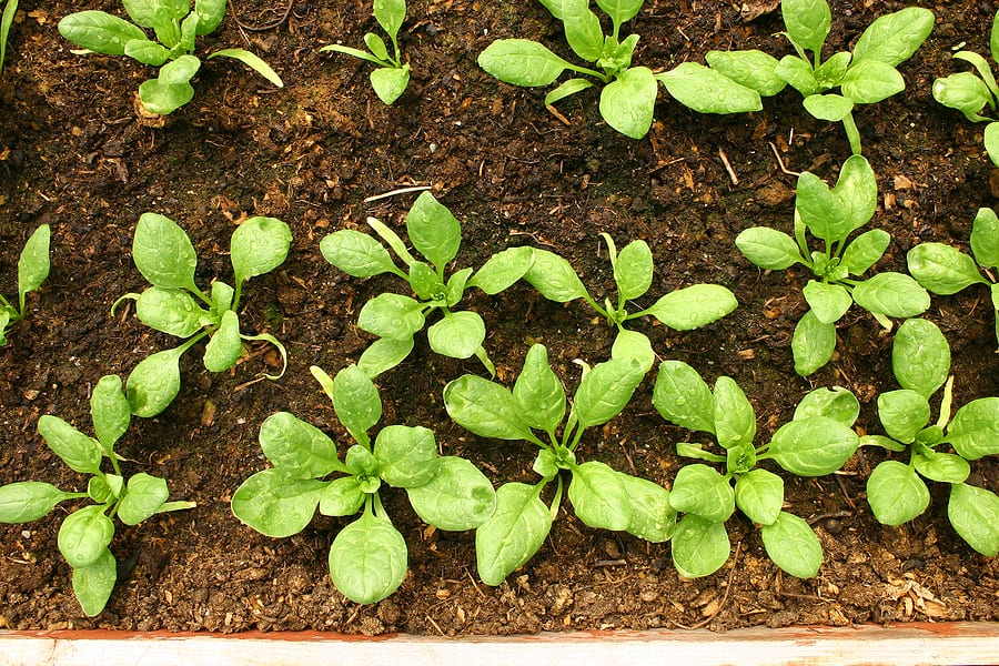 Spinach seedlings