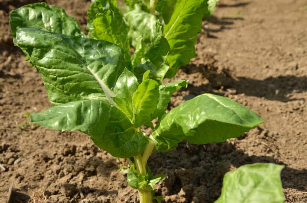 Swiss chard plants