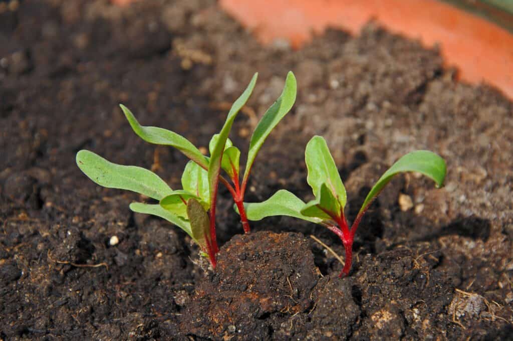 Swiss chard seedlings