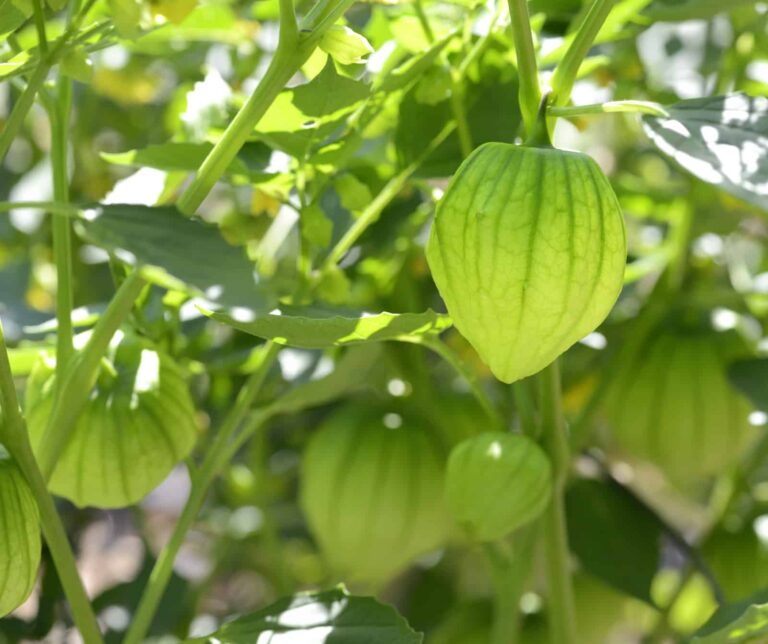 Tomatillp plant fruitig 1