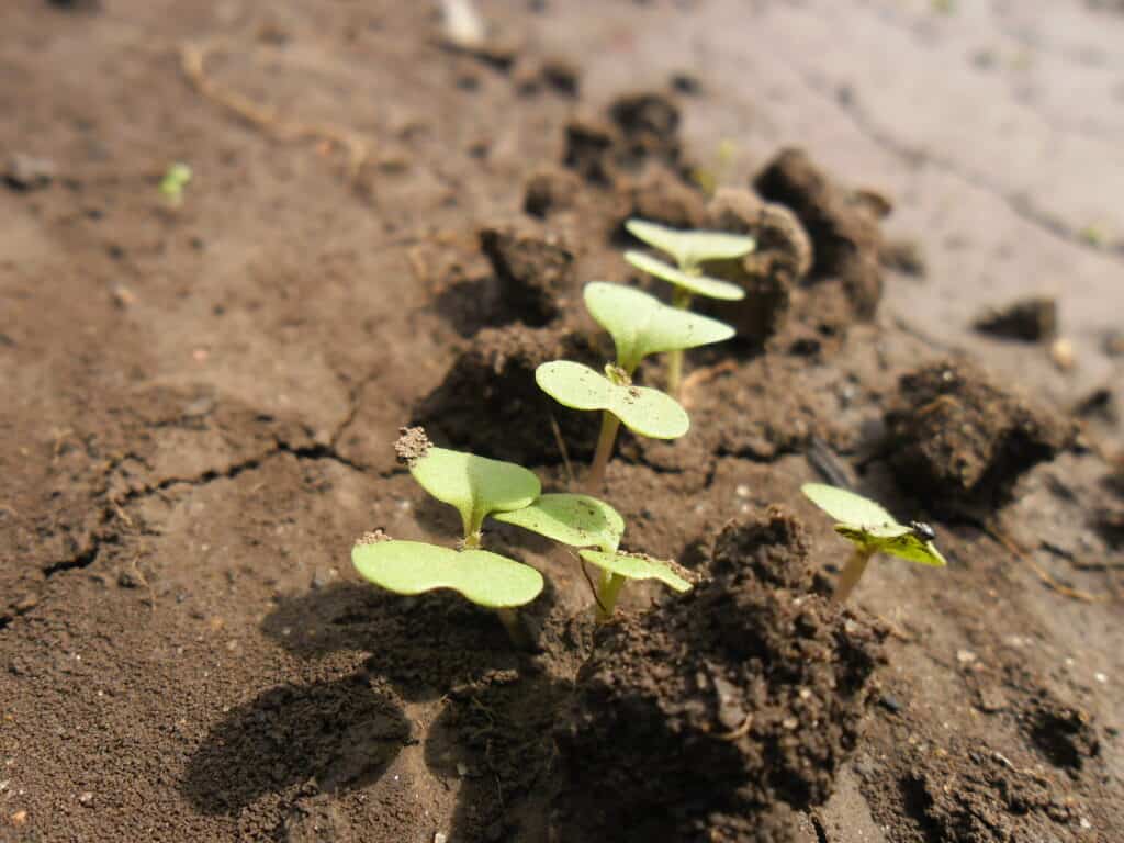 Turnip seedlings