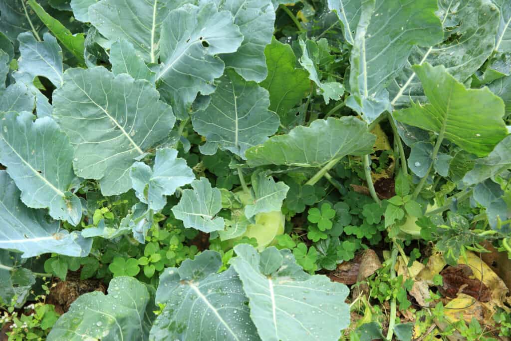 Turnip plants