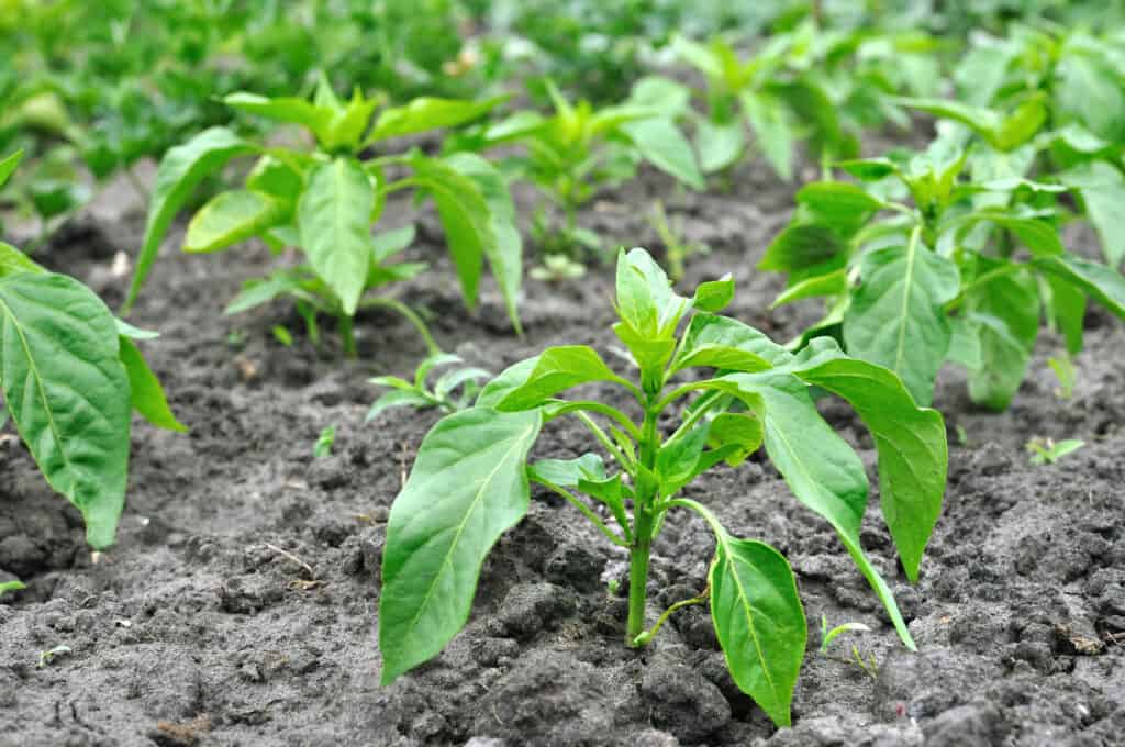 when to transplant pepper seedlings