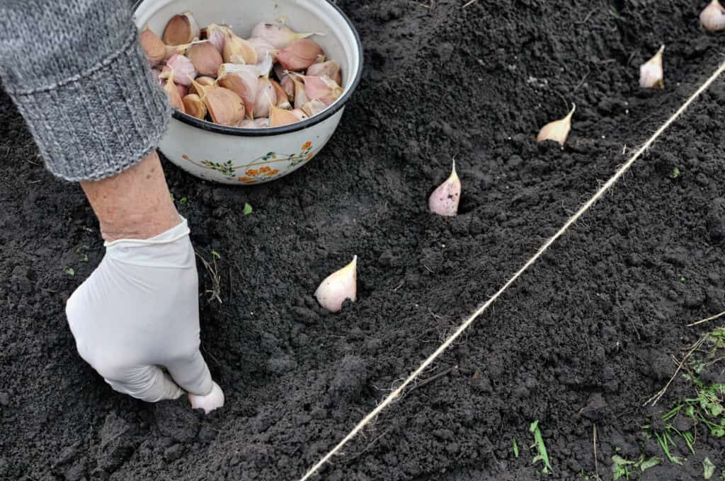 Garlic planting