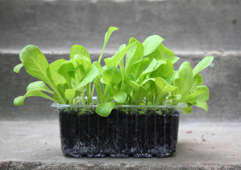 Endive seed starting escarole