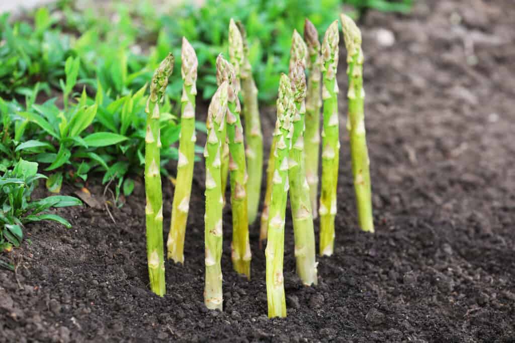 Asparagus shoots