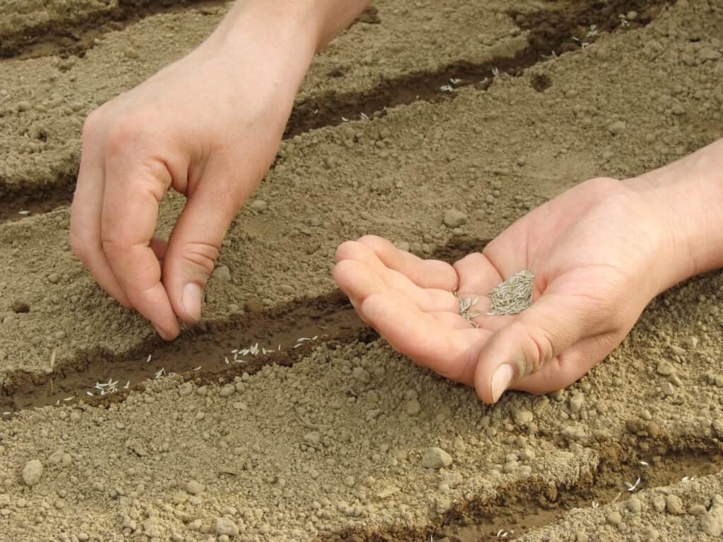 Sowing carrot seed