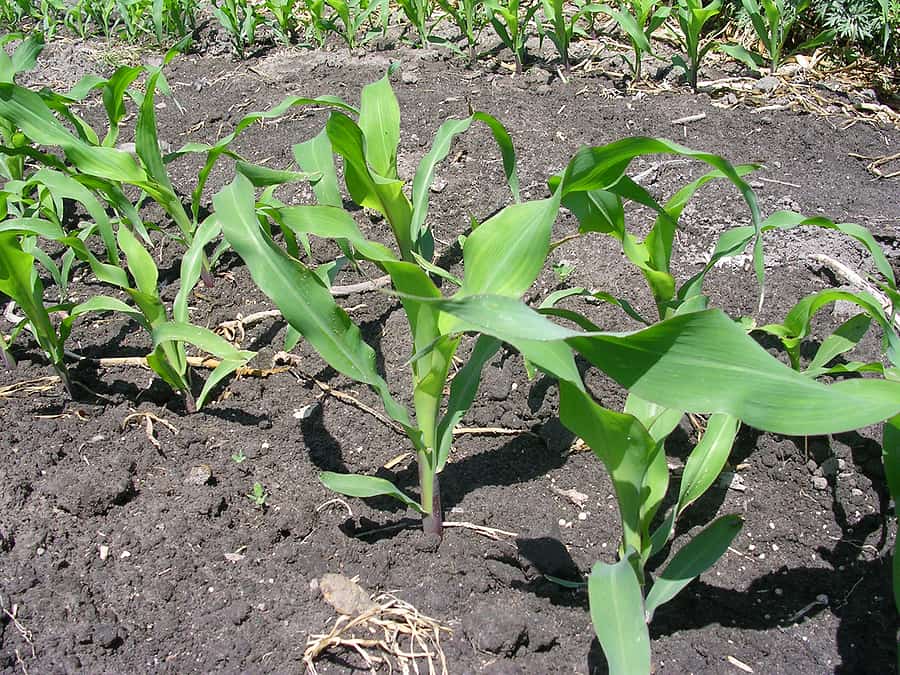 Corn seedlings seed start corn