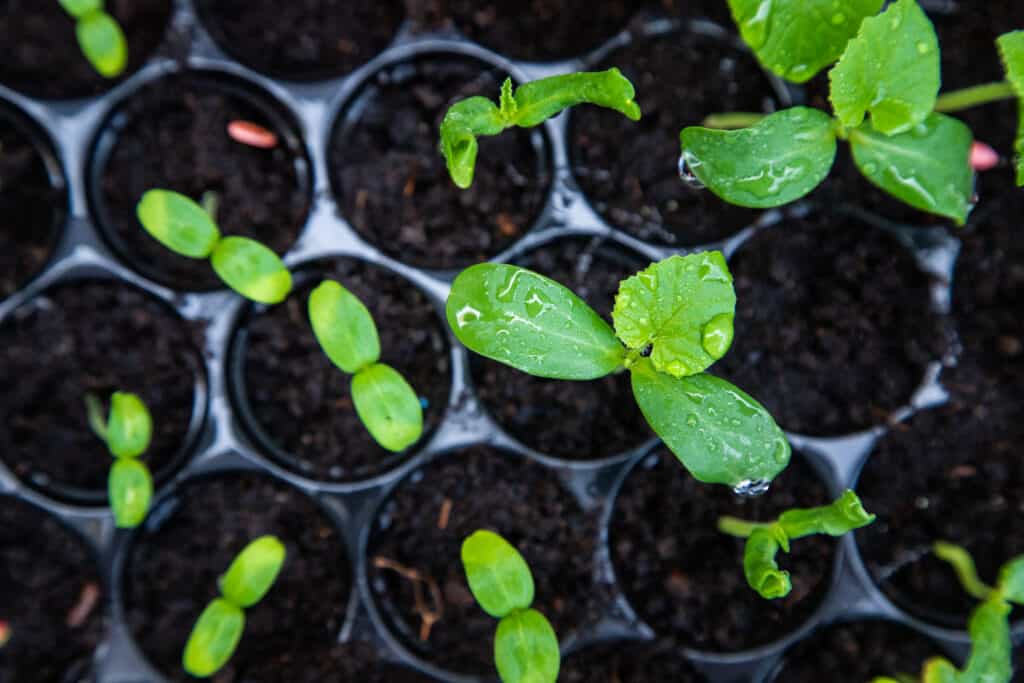 Melon seedlings