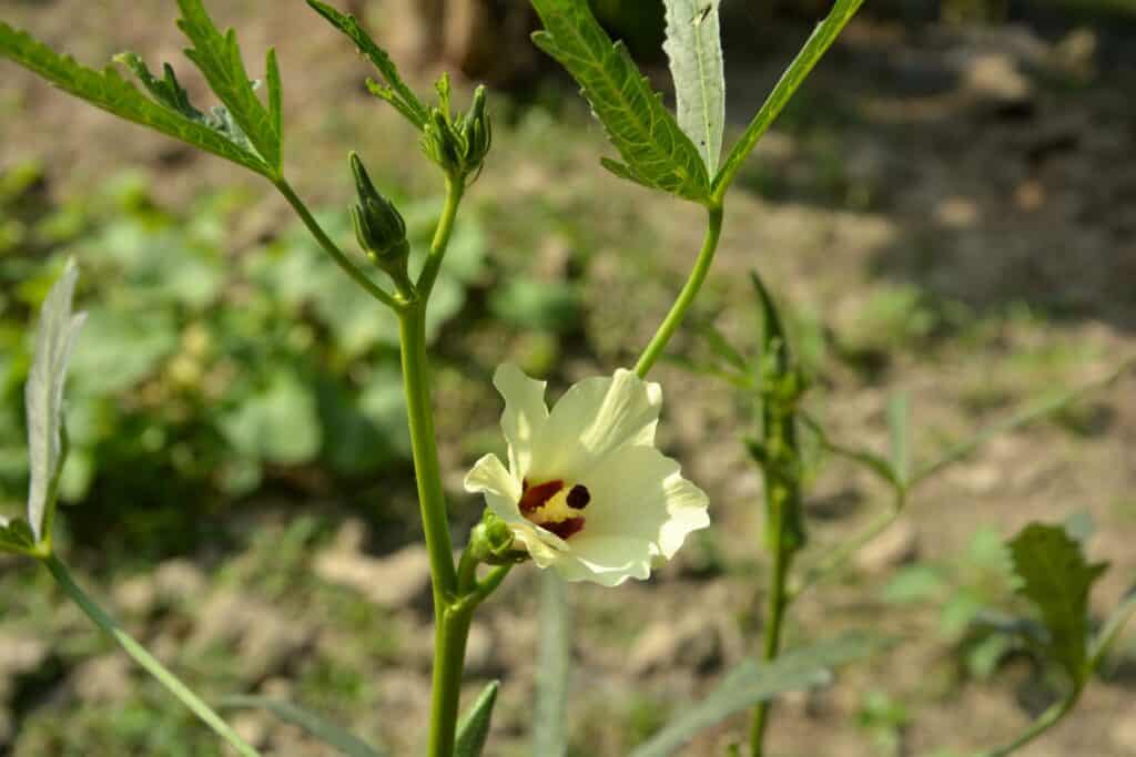 Okra plant