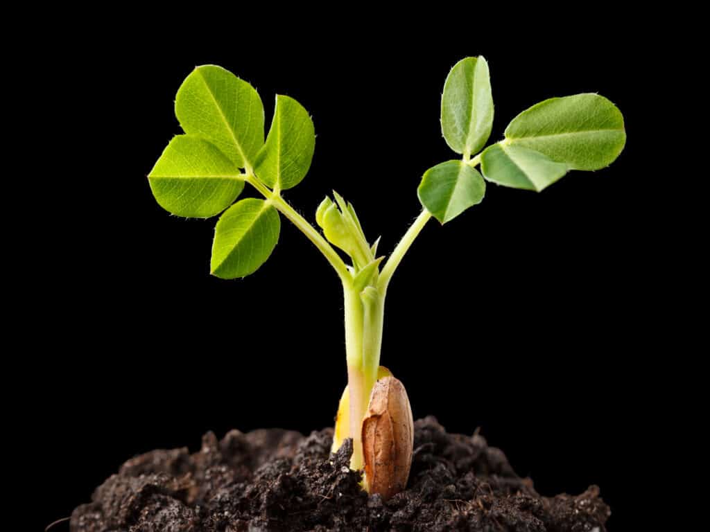 Peanut sprout seed starting