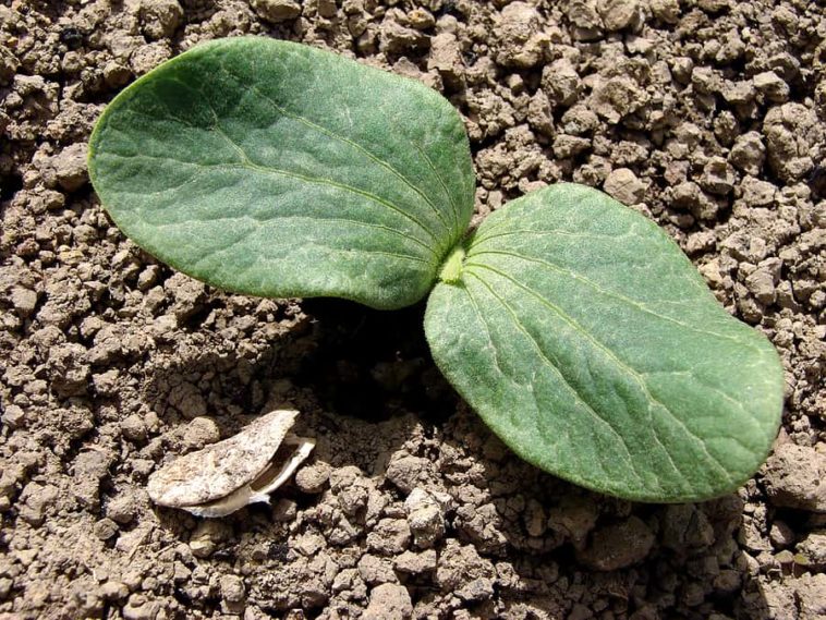 Pumpkin Seed Starting Tips -- Harvest to Table