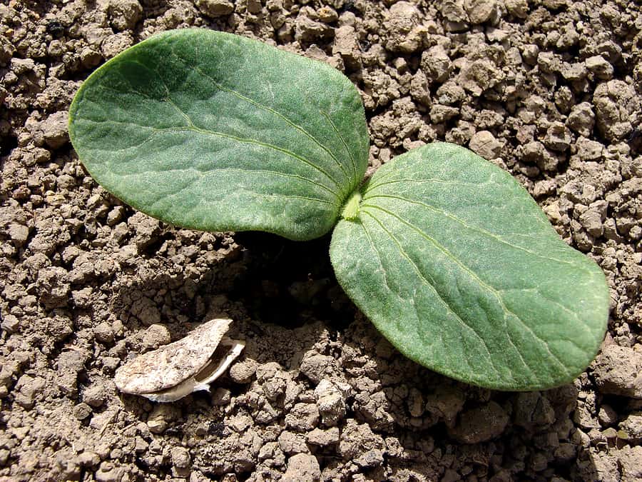 Pumpkin Seed Planting