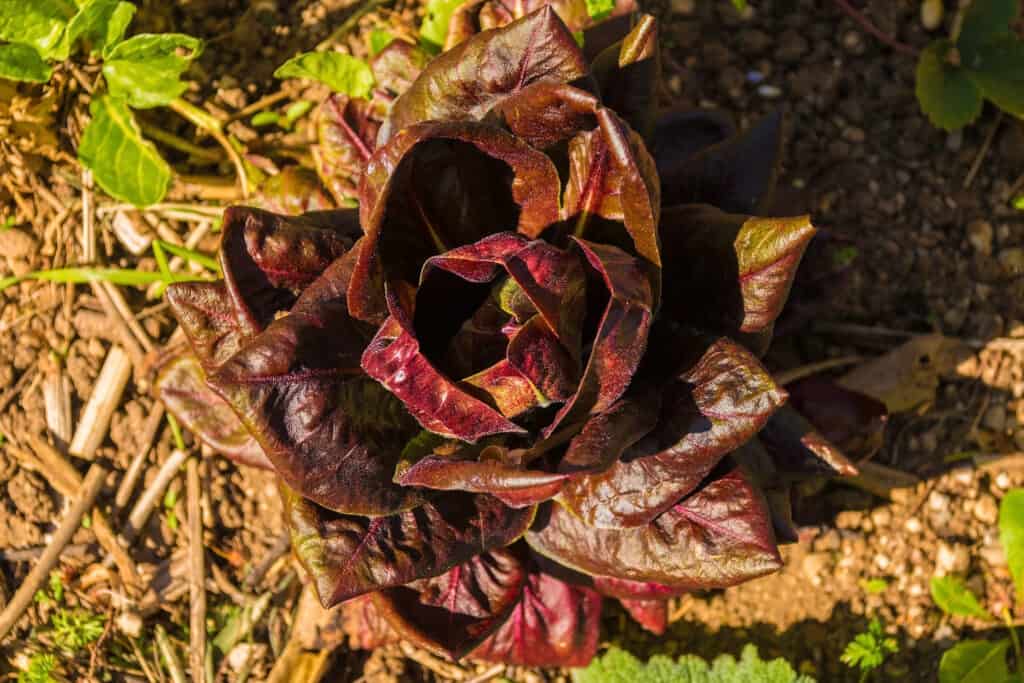 Radicchio in garden seed starting