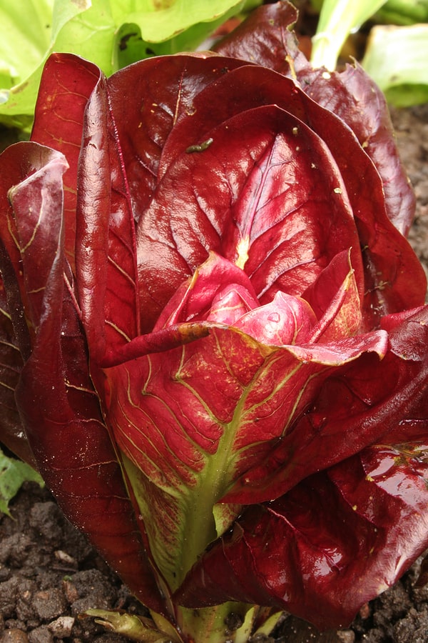 Radicchio in garden seed starting