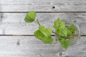 sweet potato plant start