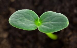 Watermelon seed starting