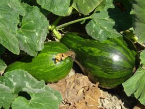 Winter Squash Seed Starting