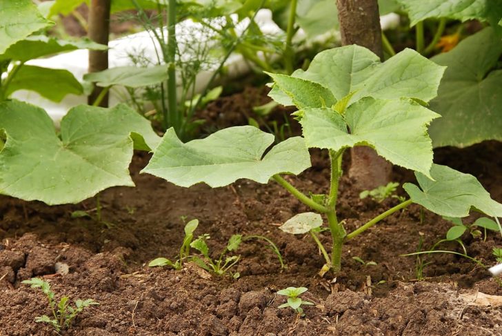 Grow Winter Squash from Seed