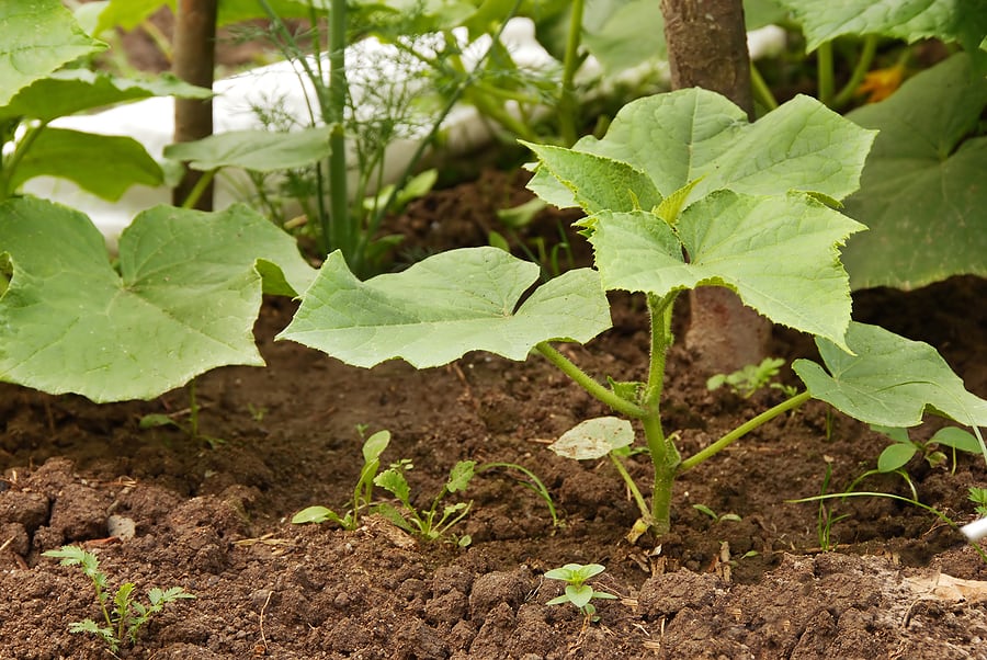 Winter squash plants seed start